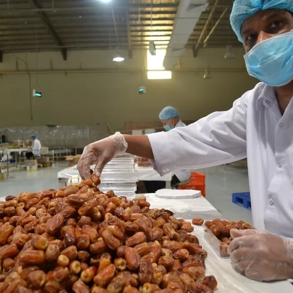 مصانع التمور فى السعودية
