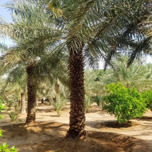 مناطق زراعة التمور في المملكة العربية السعودية