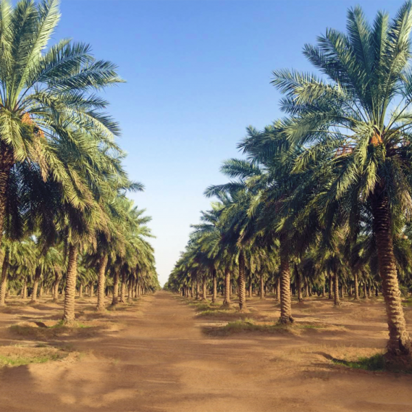 مزارع التمور في السعودية