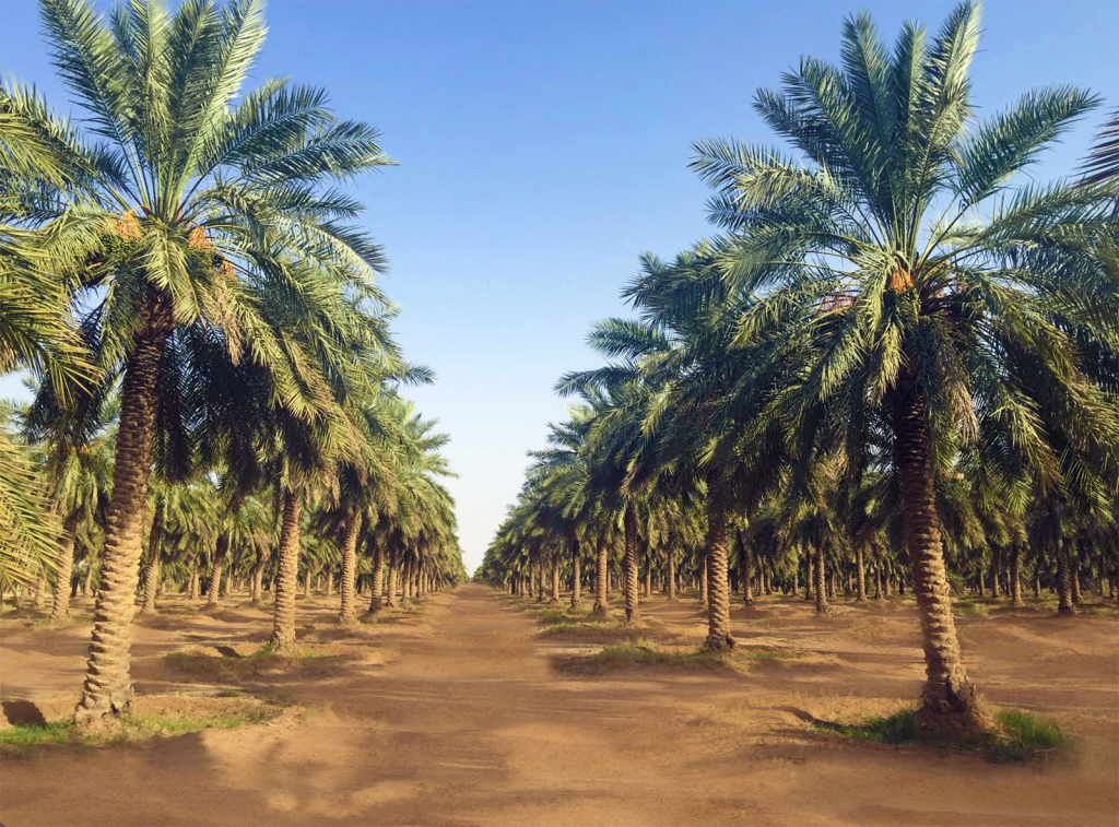 مزارع التمور في السعودية