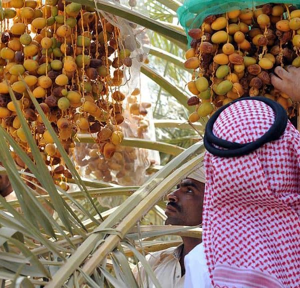 موسم حصاد التمور في السعودية